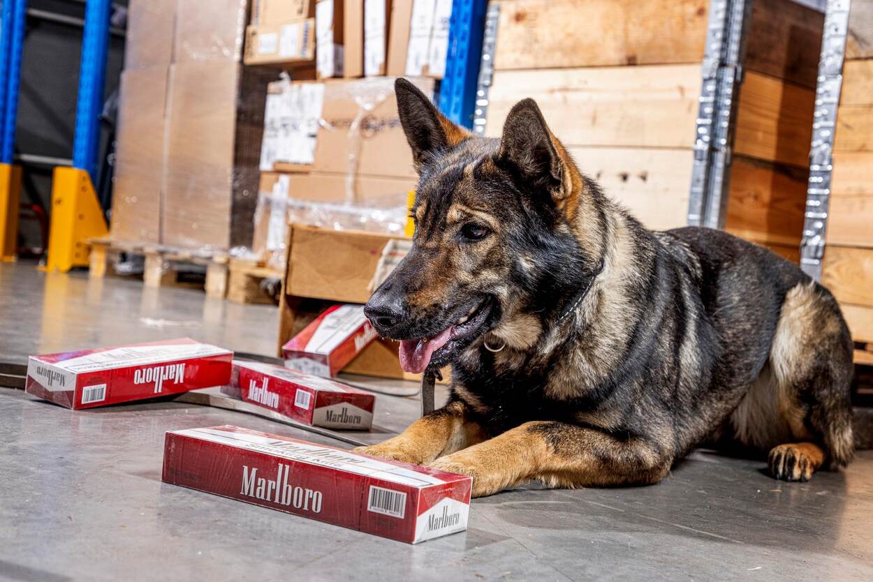 De Douane heeft speurhonden die getraind zijn om de geur van tabak te herkennen.